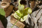 Downy yellow violet